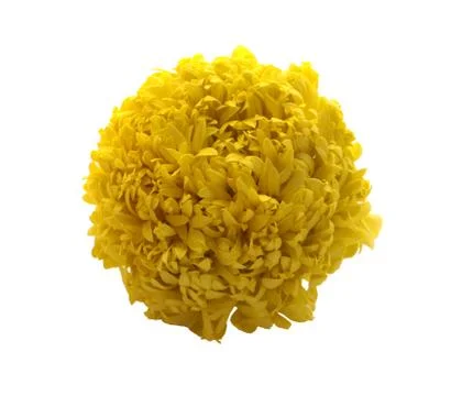 Marigolds Stock Photos