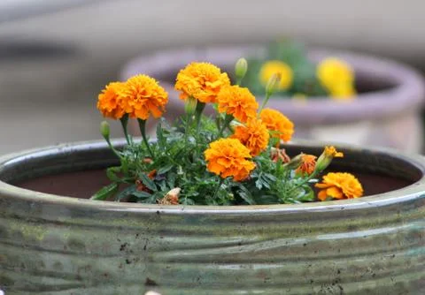 Marigolds Stock Photos