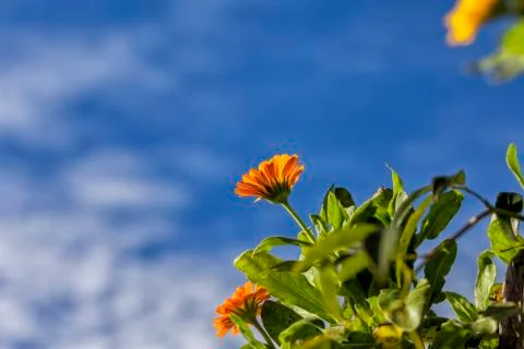 Marigolds. Stock Photos