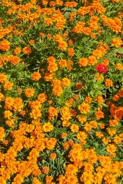 Marigolds Foto stock