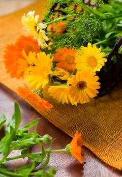 Marigolds Stock Photos