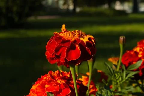 Marigolds Foto stock