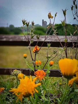 Marigolds Stock Photos