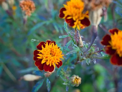 Marigolds Stock Photos