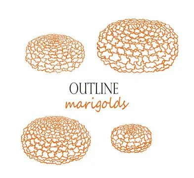 Marigolds in quarter view, vector orange flowers Stock Illustration