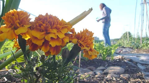Marigolds in Vegetable Garden Stock Footage 39410621