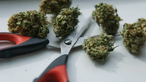 Marihuana buds with scissors Stock Photos