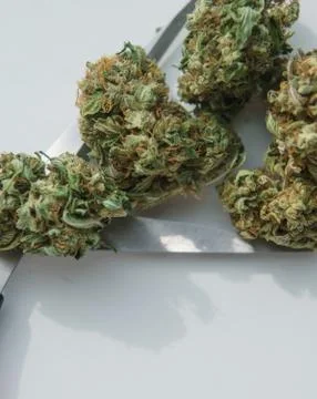 Marihuana buds with scissors Stock Photos