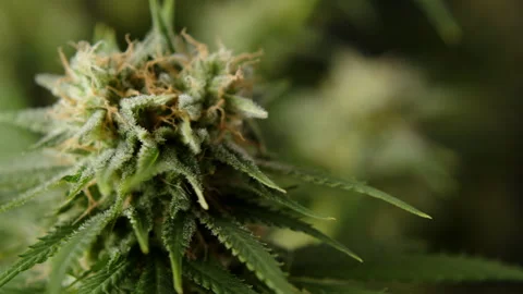 Marihuana cbd thc bud flowering harvest trichomes cannabis flower Stock Footage 274493437