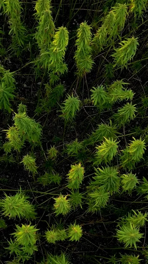 Marihuana closeup top down view drone view on farm production crop field ver Video stock 341703556