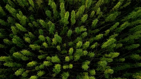 Marihuana closeup top down view drone view on farm production crop field Video stock 341705366