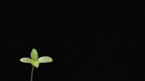 Marihuana Stock Footage 752058