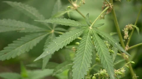 Marihuana Video stock 7767786