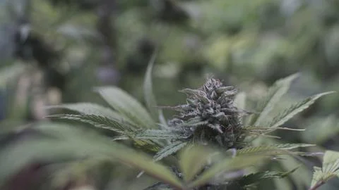 Marihuana Stock Photos