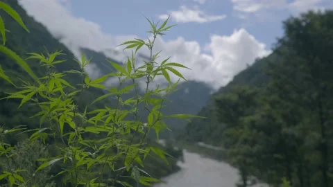 Marihuana plant in mountain Stock Footage 201840068
