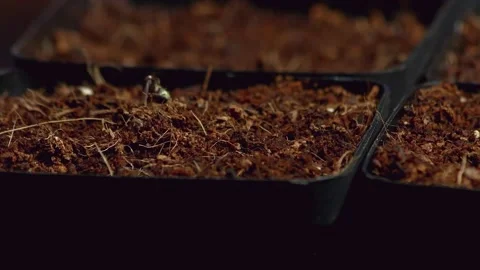 Marijuana 1 Video stock 221114177