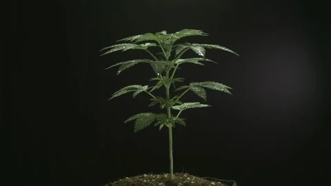 Marijuana 1 Video stock 221115400