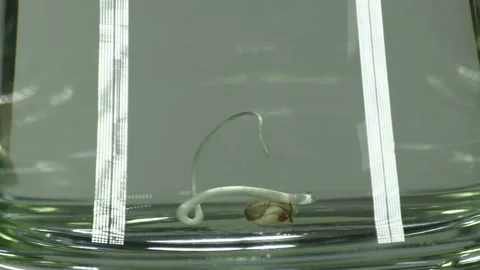 Marijuana 1 Video stock 221117704