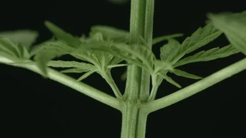 Marijuana 1 Video stock 221118064
