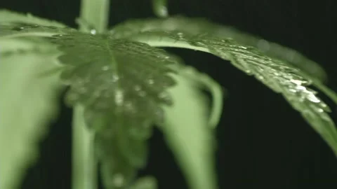Marijuana 1 Video stock 221118091