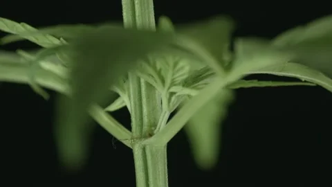 Marijuana 1 Video stock 221118093