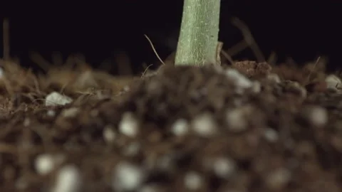 Marijuana 1 Video stock 221118111