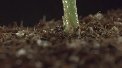 Marijuana 1 Video stock 221118118