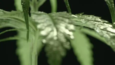 Marijuana 1 Video stock 221118344