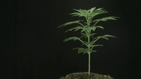 Marijuana 1 Video stock 221118350