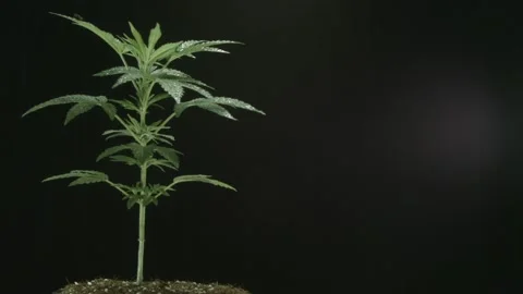 Marijuana 1 Video stock 221118367