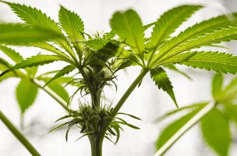 Marijuana abstract light pattern. Stock Photos
