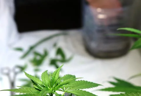 Marijuana on the background of blurred objects for plant propagation Stock Photos