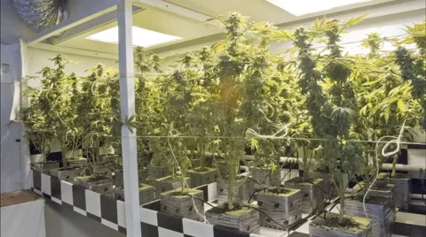 Marijuana being cut down time lapse Stock Footage 54099309