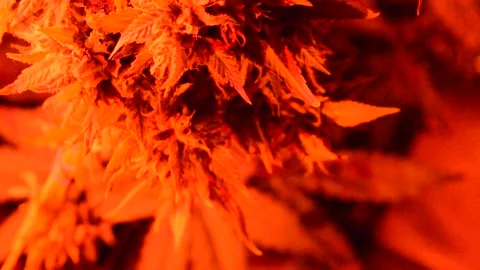 Marijuana big buds leaves bloom red LED move in secret garden 2 Stock Footage 142665151