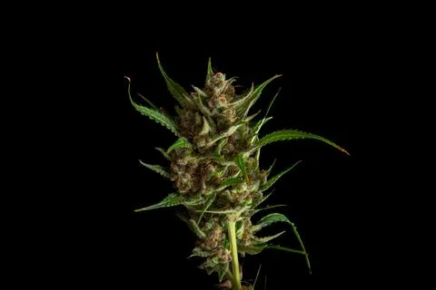 Marijuana bloom blosssom flower macro Apricot variety black background Stock Photos