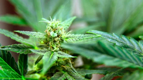 Marijuana blooms Stockbeeldmateriaal 65393383