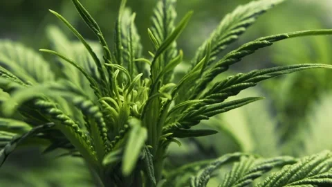 Marijuana bud and leaves, vegetative stage of medical cannabis plant growth Stock Footage 246621810