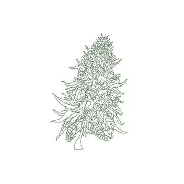 Marijuana Bud Flower vector hand drawn Stock Illustration