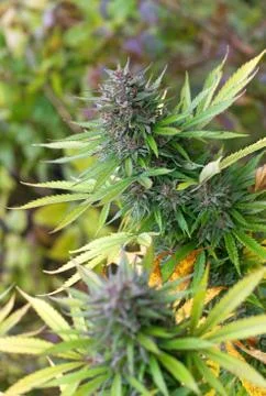 Marijuana bud Stock Photos