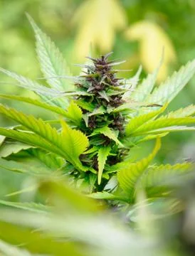 Marijuana bud Stock Photos