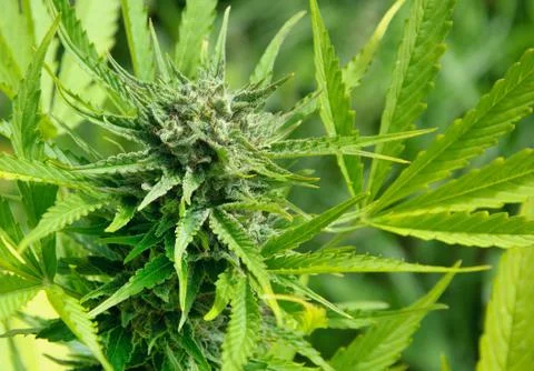 Marijuana bud Stock Photos