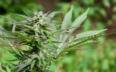 Marijuana bud Фото