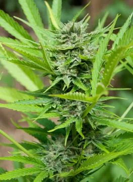 Marijuana bud Stock Photos