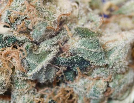 Marijuana bud Stock Photos