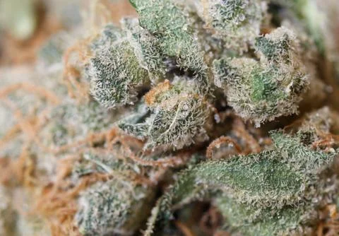 Marijuana bud Stock Photos