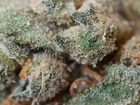 Marijuana bud Stock Photos