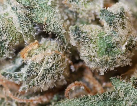 Marijuana bud Stock Photos