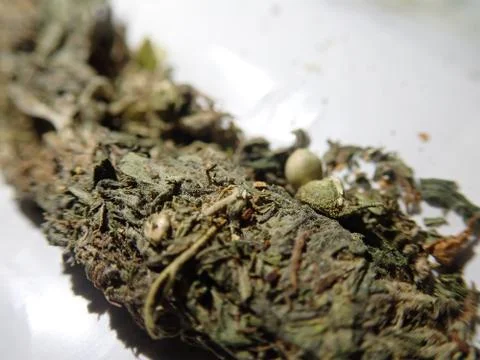 Marijuana BUD Stock Photos