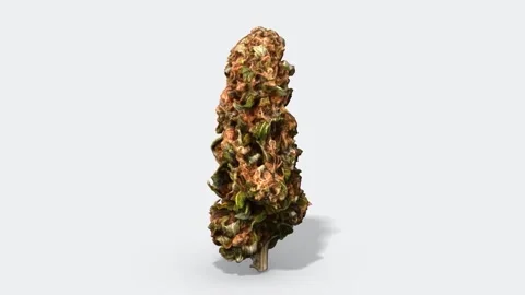 Marijuana Bud - Rotating 3D Animation Stock Footage 294343964