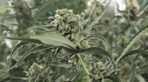 Marijuana budding plant Video stock 38220918